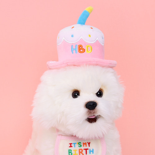 강아지 생일모자 케이크 고양이 생일파티
